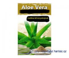 Aloe Vera léčivá rostlina